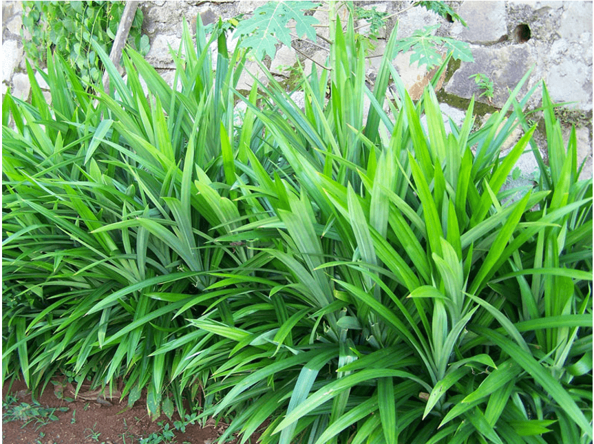 lá dứa